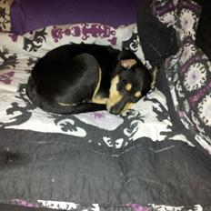 Collie korthåret Zoey