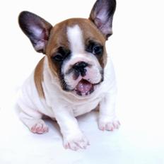 Fransk bulldog Bobby