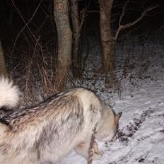 Alaskan malamute fenris