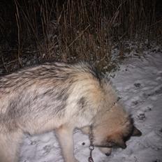Alaskan malamute fenris