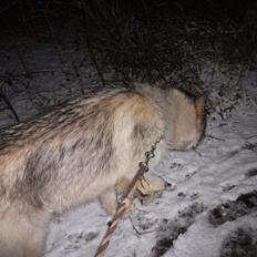 Alaskan malamute fenris
