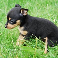 Prazsky krysarik Becki