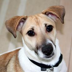 Dansk svensk gaardhund Lulu