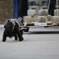 Dvaergschnauzer Sváva's Elenna - Tazhia