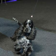 Cocker spaniel Dylan-Dan-L's Black Money