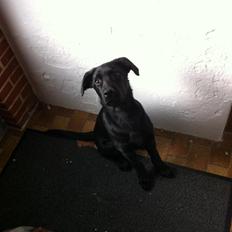 Labrador retriever Blackie "solgt d. 28/02 - 2013"