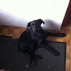 Labrador retriever Blackie "solgt d. 28/02 - 2013"