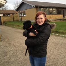 Labrador retriever Blackie "solgt d. 28/02 - 2013"