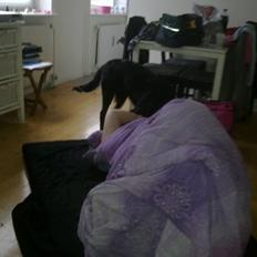 Blanding af racer Villads