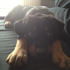 Beauceron Blackbossy`s Apachetåre ( Aslan)