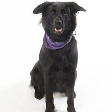 Blanding af racer Lady