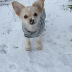 Blanding af racer Cimici