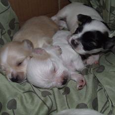 Blanding af racer Cimici