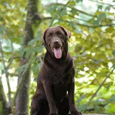 Labrador retriever William Jensen