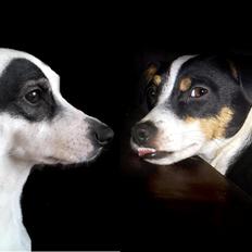 Dansk svensk gaardhund silke