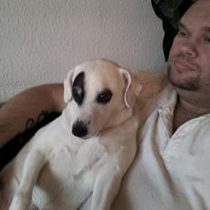 Dansk svensk gaardhund Holger