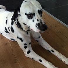 Dalmatiner Al Capone