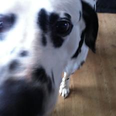 Dalmatiner Al Capone