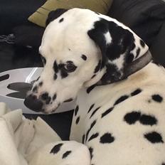 Dalmatiner Al Capone