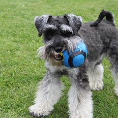 Dvaergschnauzer Gismo
