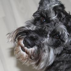Dvaergschnauzer Gismo