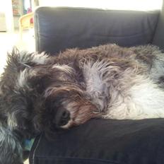 Dvaergschnauzer Gismo