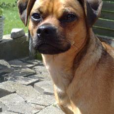 Blanding af racer Anton