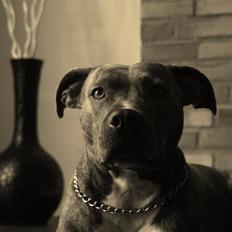 Amerikansk staffordshire terrier Azura