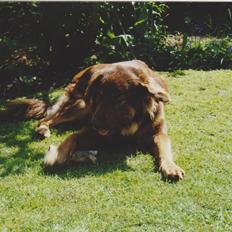 Blanding af racer Bonzo