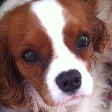 Cavalier king charles spaniel Amazing  Jetliners "Oskar" himmelhund