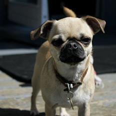 Blanding af racer Pixie (chihuahua/mops)