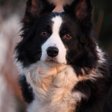 Border collie Daisy - 13 år
