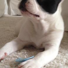 Fransk bulldog Messi