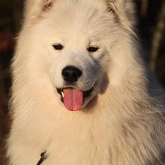 Samojedhund DEVDHJUCH White Snow Star's Armani