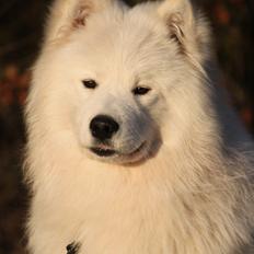 Samojedhund DEVDHJUCH White Snow Star's Armani
