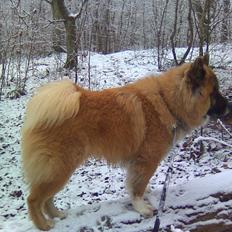 Eurasier Zikka
