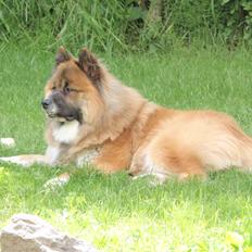 Eurasier Zikka