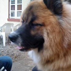 Eurasier Zikka