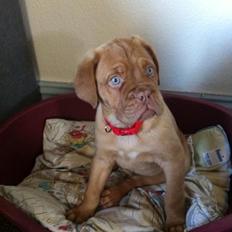 Dogue de bordeaux Aya <3