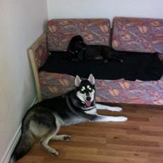 Blanding af racer Tala Hardy