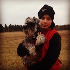 Dvaergschnauzer tulle