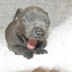 Staffordshire bull terrier Blue Bermuda Beauty Aka Diva