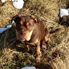 Olde english bulldogge Carlos