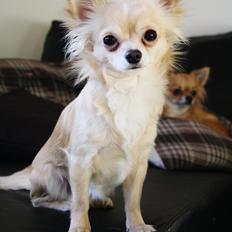 Chihuahua Anthon by Hinz <3