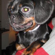 Blanding af racer Bella