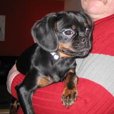 Blanding af racer Bella