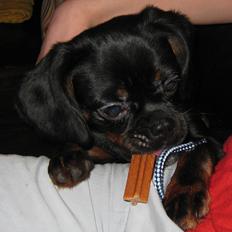 Blanding af racer Bella