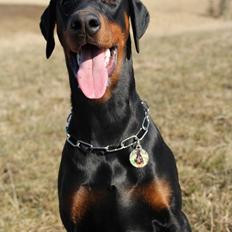 Dobermann Proud Danish For Your Love Only