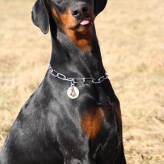 Dobermann Proud Danish For Your Love Only