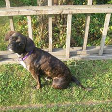 Blanding af racer fransk cavalier stella